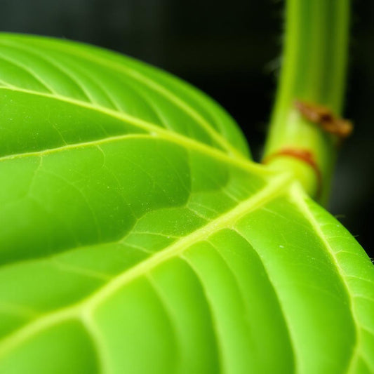 Understanding Vapor Pressure Deficit (VPD) and Its Importance in Growing Healthy Indoor Tropical Houseplants