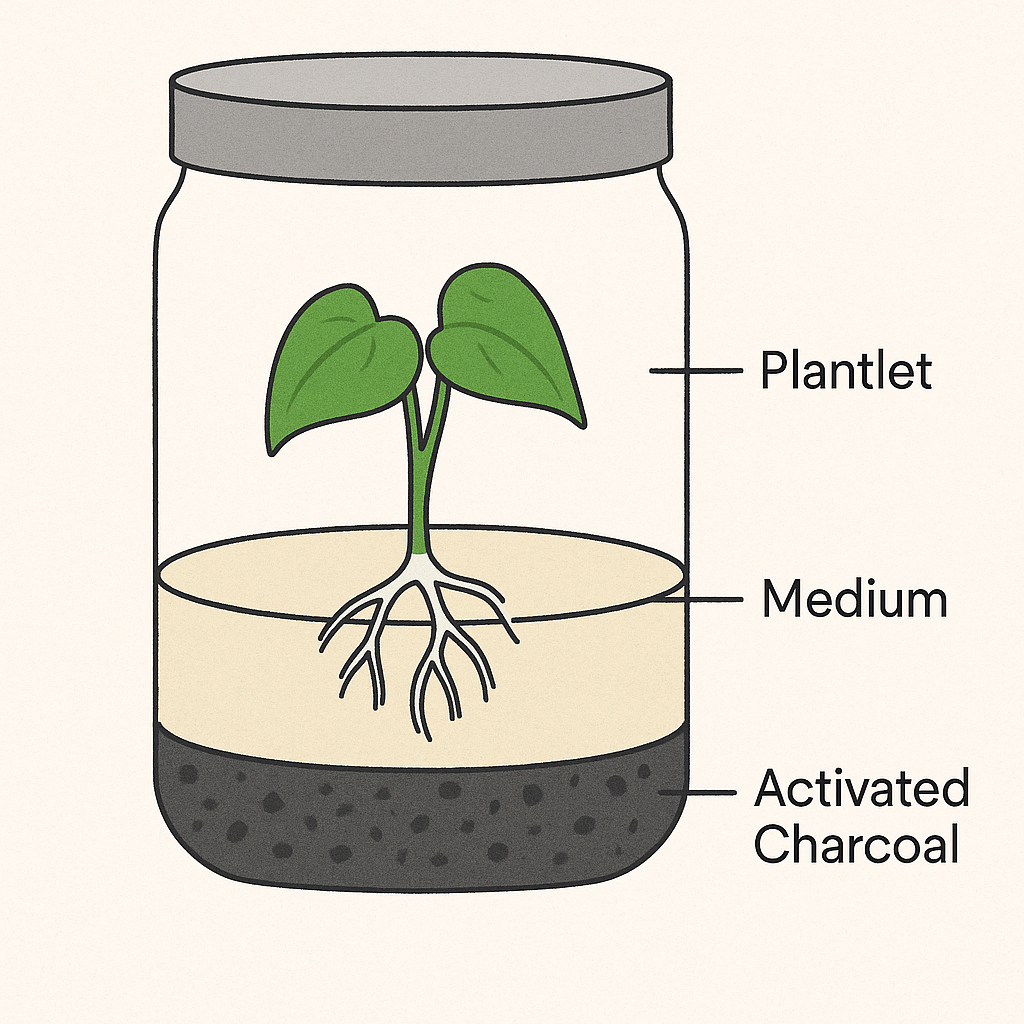 The Role of Activated Charcoal in Plant Growth Media