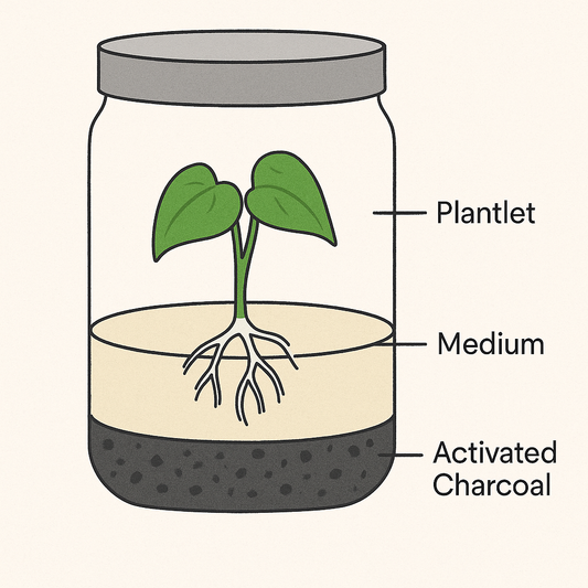 The Role of Activated Charcoal in Plant Growth Media