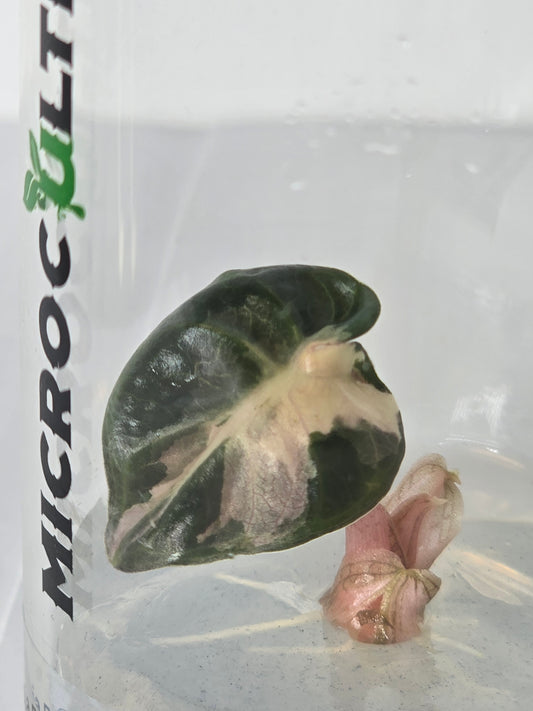Alocasia Balloon Heart Pink Tissue Culture