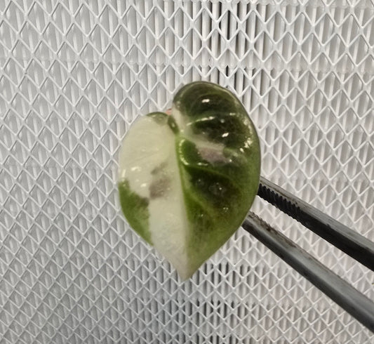 Alocasia Balloon Heart Pink Tissue Culture