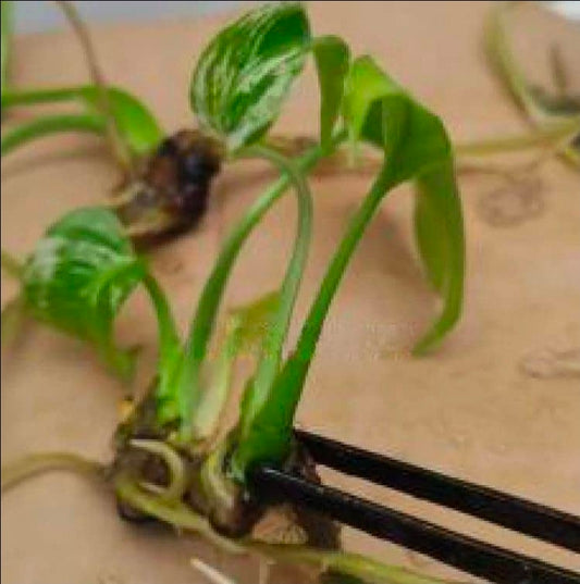 Monstera Deliciosa "Devil Monster" Tissue Culture