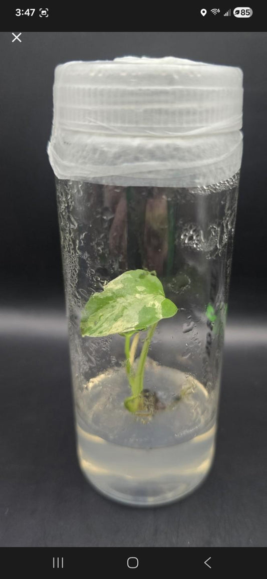 Monstera Bulbasaur Tissue Culture