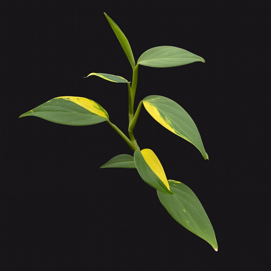 Scindapsus 'Coriaceus'
