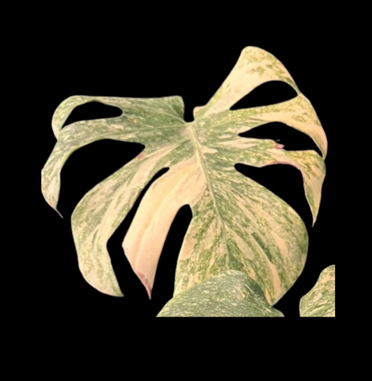 Monstera Creme Brulee Tissue Culture